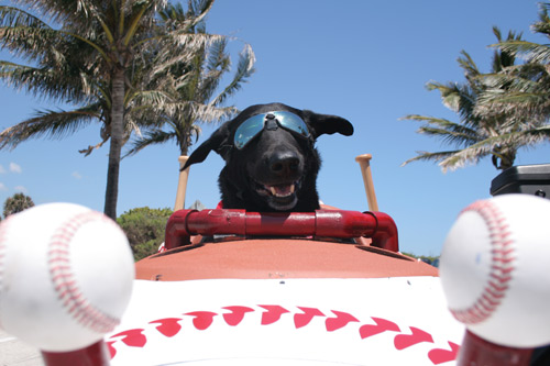 Sidecar Dog Tour 2024